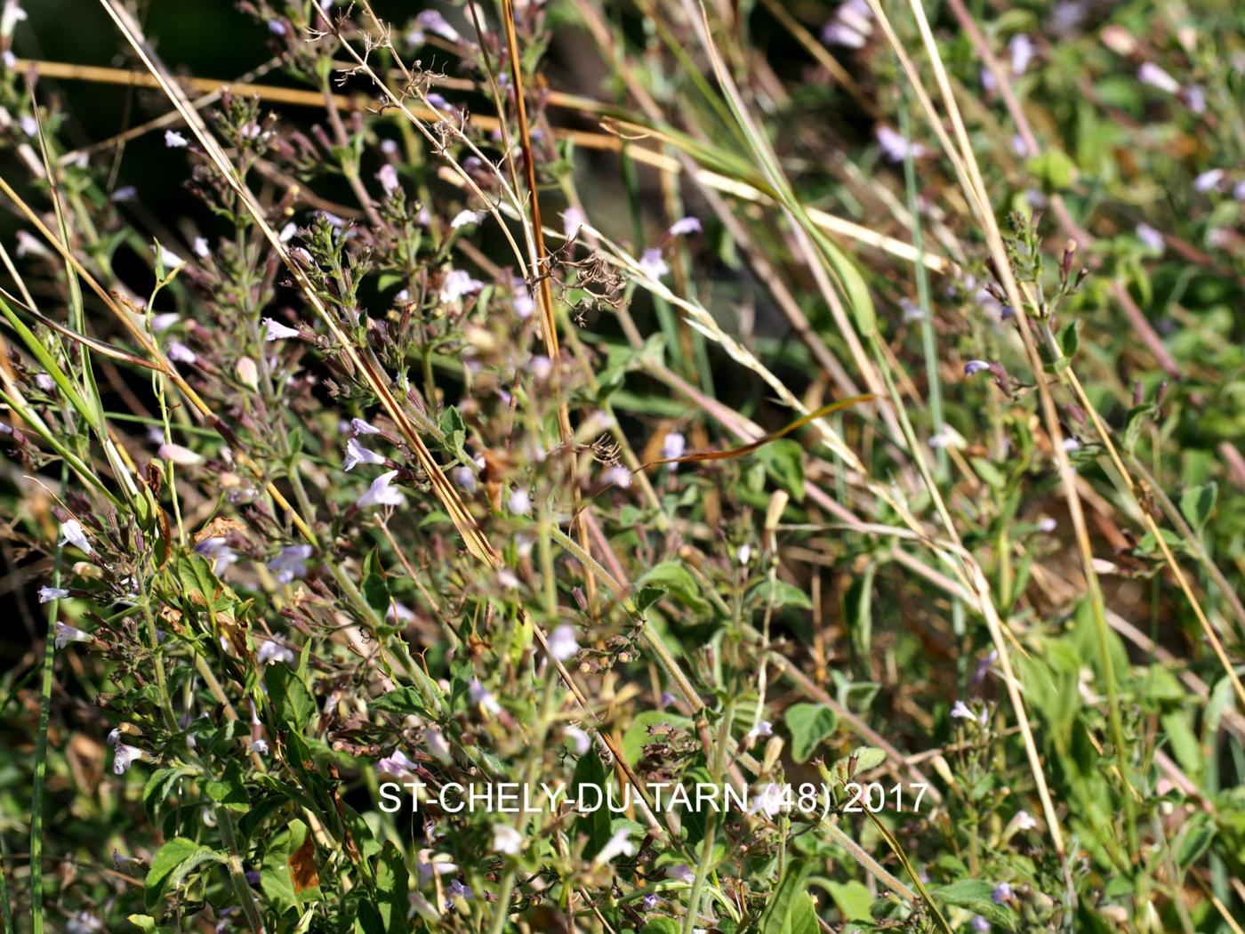 Calamint, Lesser plant